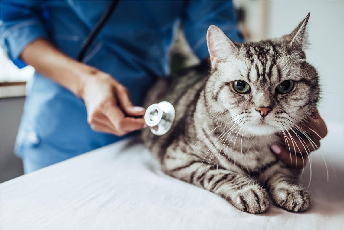 Cat at vet
