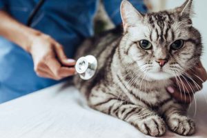 Tabby cat being examined by vet with stethoscope