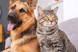Cat and Dog vet care